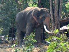  Elephant Camp in the Foothills 