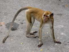  Monkeys in Songkhla 