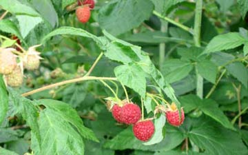  ripe raspberries 