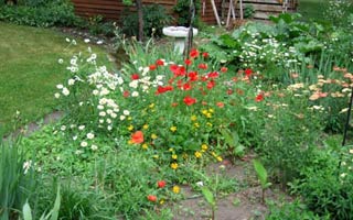  red poppies 