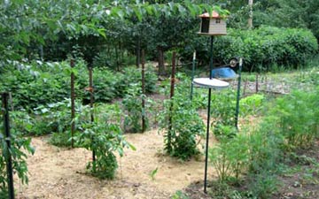 Tomatoes and Cosmos