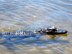  Gainesville Alligator 