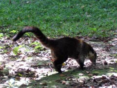  Animals at Tikal 