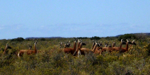 guanaco2.jpg