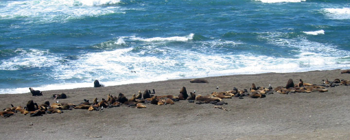 seals2.jpg